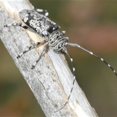 Disterna canosa at Bredbo, NSW - 23 Nov 2024 03:06 PM