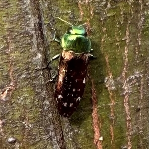 Diphucrania marmorata at Hackett, ACT - 23 Nov 2024