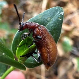 Ecnolagria grandis at Ainslie, ACT - 22 Nov 2024