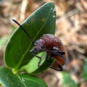 Ecnolagria grandis at Ainslie, ACT - 22 Nov 2024