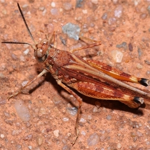 Urnisa guttulosa at Acton, ACT - 23 Nov 2024