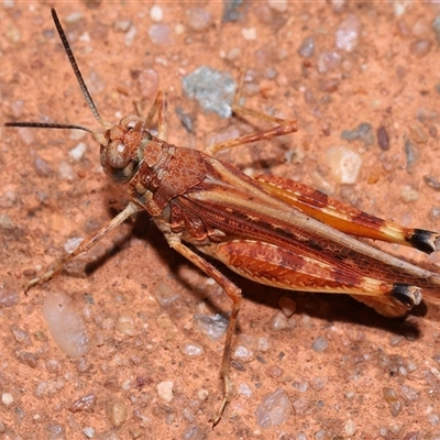 Urnisa guttulosa (Common Urnisa) at Acton, ACT - 23 Nov 2024 by TimL