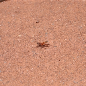 Urnisa guttulosa at Acton, ACT - 23 Nov 2024