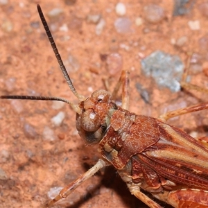 Urnisa guttulosa at Acton, ACT - 23 Nov 2024