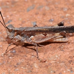 Pycnostictus seriatus (Common Bandwing) at Acton, ACT - 22 Nov 2024 by TimL