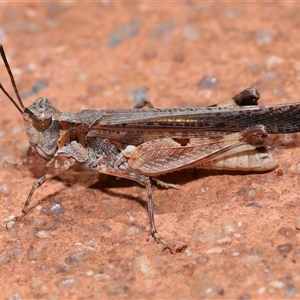 Pycnostictus seriatus at Acton, ACT - 23 Nov 2024