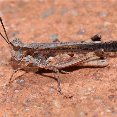 Pycnostictus seriatus (Common Bandwing) at Acton, ACT - 23 Nov 2024 by TimL