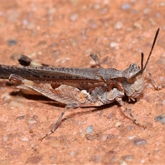 Pycnostictus seriatus at Acton, ACT - 23 Nov 2024