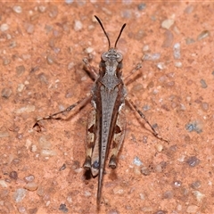 Pycnostictus seriatus at Acton, ACT - 23 Nov 2024