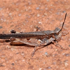 Pycnostictus seriatus at Acton, ACT - 23 Nov 2024