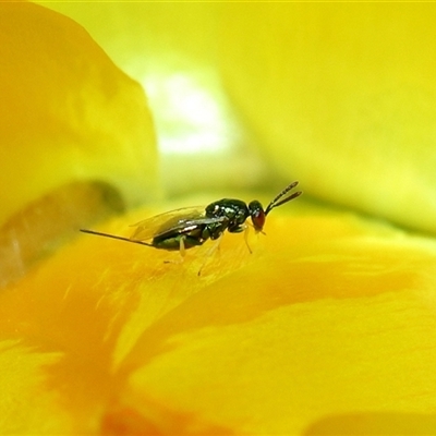 Torymidae (family) (Torymid wasp) at Acton, ACT - 23 Nov 2024 by TimL