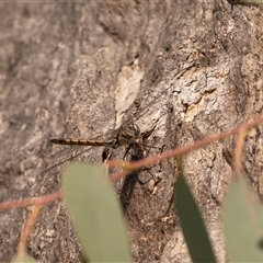 Hemicordulia sp. (genus) (an emerald) at Higgins, ACT - 13 Sep 2024 by AlisonMilton