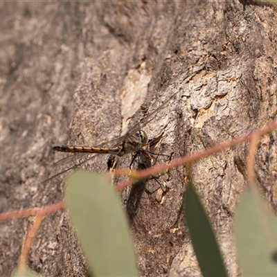 Hemicordulia sp. (genus) (an emerald) at Higgins, ACT - 13 Sep 2024 by AlisonMilton