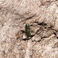 Chrysididae (family) (Cuckoo wasp or Emerald wasp) at Higgins, ACT - 13 Sep 2024 by AlisonMilton