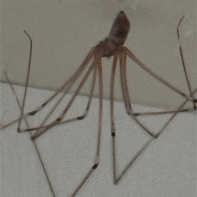 Pholcus phalangioides by lbradley