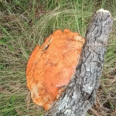 Trametes coccinea (Scarlet Bracket) at Pipeclay, NSW - 22 Nov 2024 by MVM