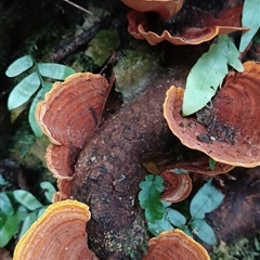 Stereum ostrea (Golden Curtain Crust/Sunset Fungus) at Pipeclay, NSW - 19 Nov 2024 by MVM