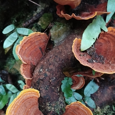 Stereum ostrea (Golden Curtain Crust/Sunset Fungus) at Pipeclay, NSW - 19 Nov 2024 by MVM