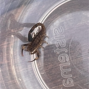 Lychas marmoreus (Little Marbled Scorpion) at Jerrabomberra, NSW by katieyoung