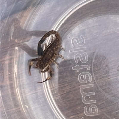 Lychas marmoreus (Little Marbled Scorpion) at Jerrabomberra, NSW - 23 Nov 2024 by katieyoung