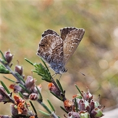 Neolucia agricola (Fringed Heath-blue) at Bombay, NSW - 23 Nov 2024 by MatthewFrawley