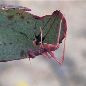 Torbia viridissima at Manar, NSW - suppressed