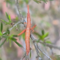 Keyacris scurra (Key's Matchstick Grasshopper) at Manar, NSW - 22 Nov 2024 by clarehoneydove