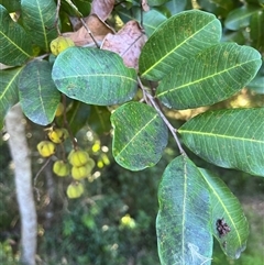 Cupaniopsis anacardioides at Crescent Head, NSW - 24 Nov 2024 by bev.debrincat@iewf.org