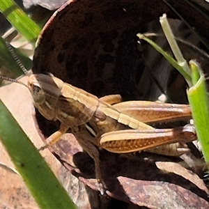 Brachyexarna lobipennis at Monga, NSW - 21 Nov 2024