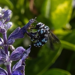 Thyreus caeruleopunctatus (Chequered cuckoo bee) at Murrumbateman, NSW - 23 Nov 2024 by amiessmacro