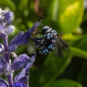 Thyreus caeruleopunctatus at Murrumbateman, NSW - 24 Nov 2024