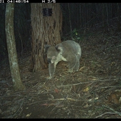 Koala (Phascolarctos cinereus) at Pappinbarra, NSW - 20 Nov 2024 by jonvanbeest