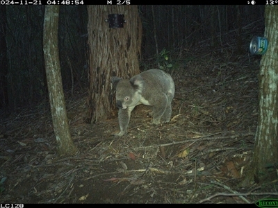 Koala (Phascolarctos cinereus) at Pappinbarra, NSW - 20 Nov 2024 by jonvanbeest