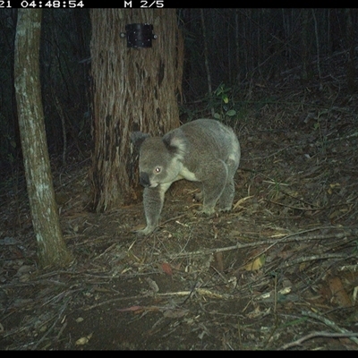 Koala (Phascolarctos cinereus) at Pappinbarra, NSW - 20 Nov 2024 by jonvanbeest