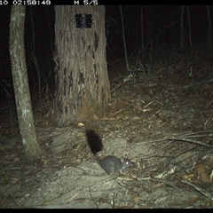 Phascogale tapoatafa (Brush-tailed Phascogale) at Pappinbarra, NSW - 9 Nov 2024 by jonvanbeest