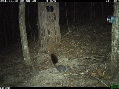 Phascogale tapoatafa (Brush-tailed Phascogale) at Pappinbarra, NSW - 9 Nov 2024 by jonvanbeest