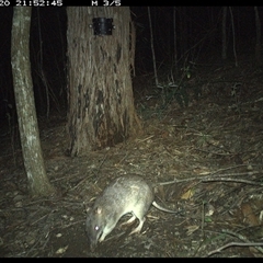 Perameles nasuta (Long-nosed Bandicoot) at Pappinbarra, NSW - 20 Nov 2024 by jonvanbeest