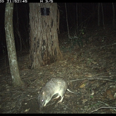 Perameles nasuta (Long-nosed Bandicoot) at Pappinbarra, NSW - 20 Nov 2024 by jonvanbeest