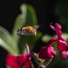 Amegilla sp. (genus) (Blue Banded Bee) at Murrumbateman, NSW - 23 Nov 2024 by amiessmacro