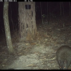 Potorous tridactylus (Long-nosed Potoroo) at Pappinbarra, NSW - 4 Nov 2024 by jonvanbeest