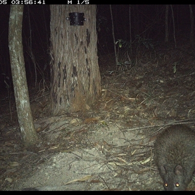 Potorous tridactylus (Long-nosed Potoroo) at Pappinbarra, NSW - 4 Nov 2024 by jonvanbeest