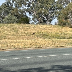 Threskiornis spinicollis at Weetangera, ACT - 17 Nov 2024