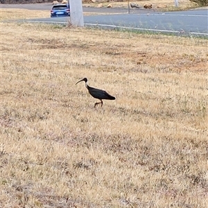 Threskiornis spinicollis at Weetangera, ACT - 17 Nov 2024