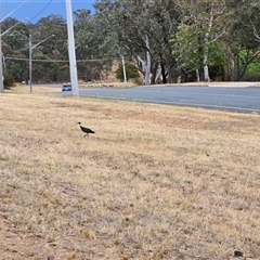 Threskiornis spinicollis at Weetangera, ACT - 17 Nov 2024