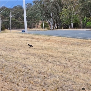 Threskiornis spinicollis at Weetangera, ACT - 17 Nov 2024