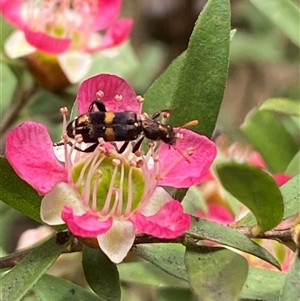 Eleale pulchra at Jerrabomberra, NSW - suppressed