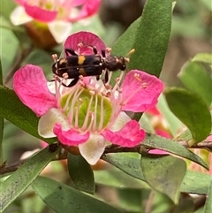 Eleale pulchra at Jerrabomberra, NSW - suppressed