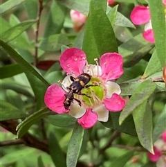 Eleale pulchra at Jerrabomberra, NSW - suppressed