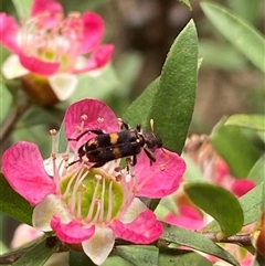 Eleale pulchra at Jerrabomberra, NSW - suppressed