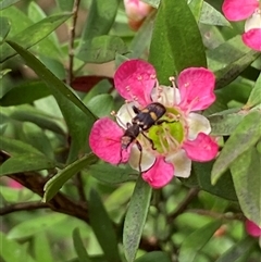 Eleale pulchra at Jerrabomberra, NSW - suppressed